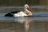 Cigogne blanche - White Stork