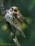 Gobemouche gris - Spotted Flycatcher