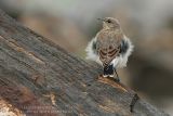 Traquet motteux - Northern Wheatear