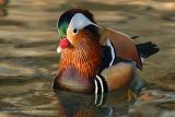 Canard mandarin - Mandarin Duck