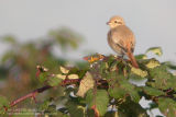 Pie-grièche isabelle - Isabelline Shrike