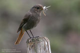 Rougequeue noir - Black Redstart