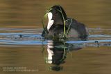 Foulque macroule - Common Coot