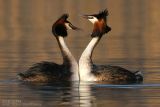 Grèbe huppé - Great Crested Grebe