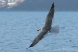 Mouette atricille - Laughing Gull
