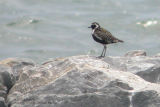 Pluvier fauve - Pacific Golden Plover
