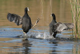 Foulque macroule - Common Coot