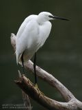 Aigrette garzette - Little Egret