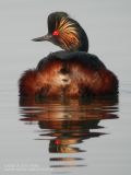 Grèbe à cou noir - Black-necked Grebe