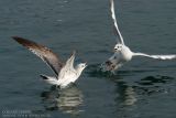 Goéland cendré et Mouette rieuse - Common Gull