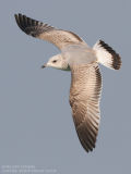 Goland cendr - Common Gull