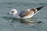 Goland cendr - Common Gull