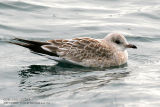 Goland cendr - Common Gull
