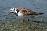 Tournepierre  collier - Turnstone