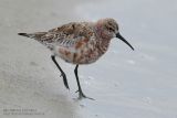 Bcasseau cocorli - Curlew Sandpiper