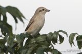 Pie-grièche isabelle - Isabelline Shrike