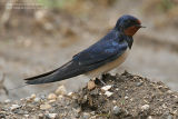 Hirondelle rustique - Barn Swallow