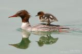 Harle bièvre - Goosander