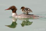 Harle bivre - Goosander