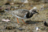 Tournepierre  collier - Turnstone