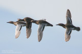 Sarcelle dt - Garganey