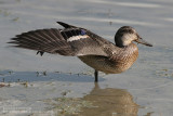 Sarcelle dhiver - Common Teal