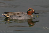 Sarcelle dhiver - Common Teal