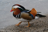 Canard mandarin - Mandarin Duck