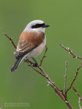 Pie-griche corcheur - Red-backed Shrike