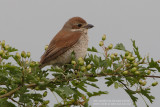 Pie-griche corcheur - Red-backed Shrike