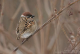 Moineau friquet - Tree Sparrow