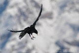 Chocard  bec jaune - Yellow-billed Chough