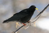 Chocard  bec jaune - Yellow-billed Chough