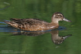 Sarcelle dt - Garganey