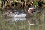 Sarcelle dt - Garganey