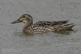 Sarcelle dt - Garganey