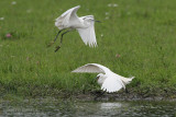 Aigrette garzette - Little Egret