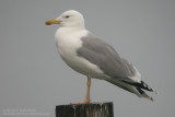 Goland pontique - Caspian Gull