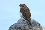 Bruant des neiges - Snow Bunting