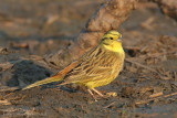 Bruant jaune - Yellowhammer