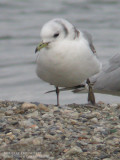 Mouette tridactyle - Kittiwake