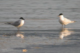 Sterne hansel - Gull-billed Tern