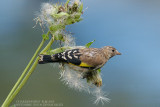 Chardonneret élégant - Goldfinch