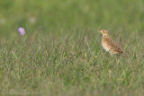 Pipit de Richard - Richard's Pipit