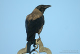 Corneille mantele - Hooded Crow