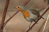 Rougegorge familier - Robin