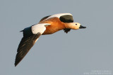 Tadorne casarca - Ruddy Shelduck