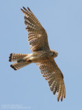 Faucon crcerelle - Common Kestrel