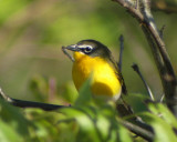 Yellow-breasted Chat