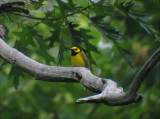 Hooded Warbler